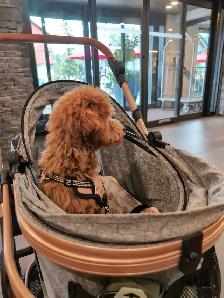Bicystar Pet Stroller - Photo 8