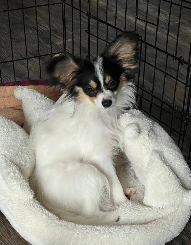 Lost puppy in New Brighton