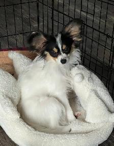Lost puppy in New Brighton