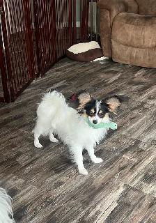 Lost puppy in New Brighton - Photo 2