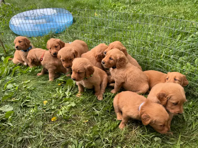 Golden Retriever Puppies