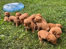 Golden Retriever Puppies