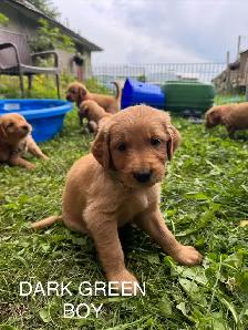 Golden Retriever Puppies - Photo 2