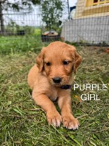 Golden Retriever Puppies - Photo 3