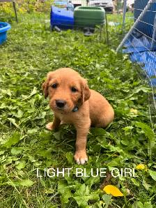 Golden Retriever Puppies - Photo 4