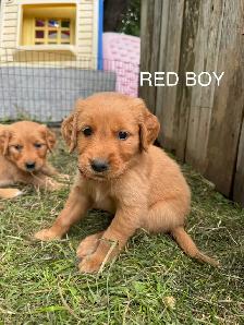 Golden Retriever Puppies - Photo 5
