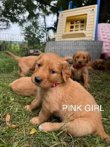 Golden Retriever Puppies - Photo 6