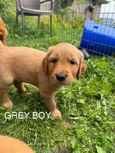 Golden Retriever Puppies - Photo 7