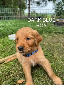 Golden Retriever Puppies - Photo 8