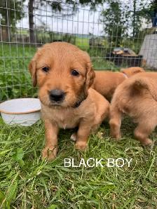 Golden Retriever Puppies - Photo 9