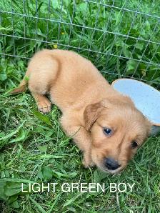 Golden Retriever Puppies - Photo 10