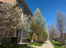 Modern Townhouse Near Woodbine Beach For Rent - Photo 8