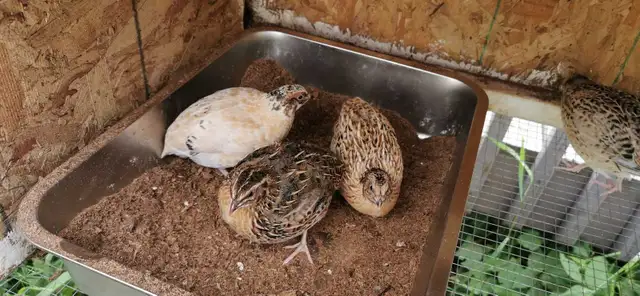 10 5wk old male jumbo quails