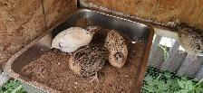 10 5wk old male jumbo quails