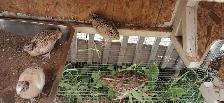 10 5wk old male jumbo quails - Photo 2