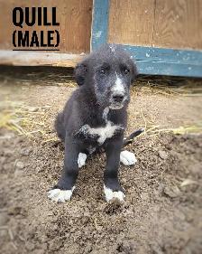 Puppies for sale