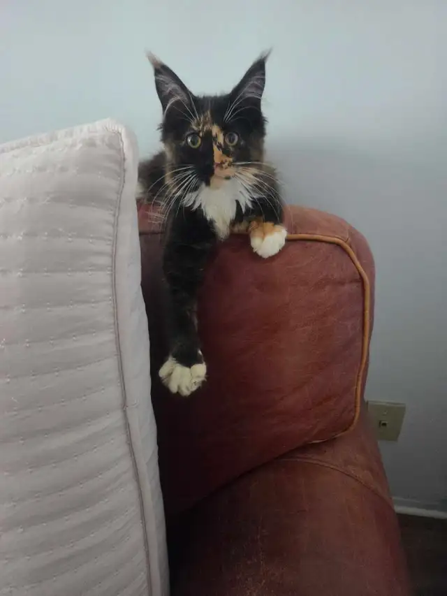 Magnifique bébé Maincoon