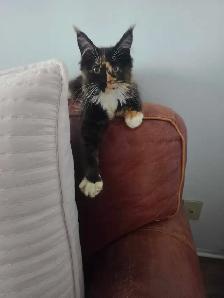 Magnifique bébé Maincoon