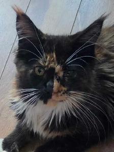 Magnifique bébé Maincoon - Photo 2