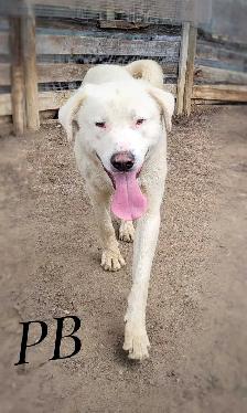 dogs for sale - Photo 2