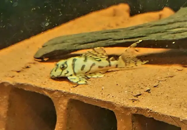 L236 super white pleco 2'