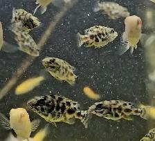 Livingstoni cichlid juveniles 1.5'-2'