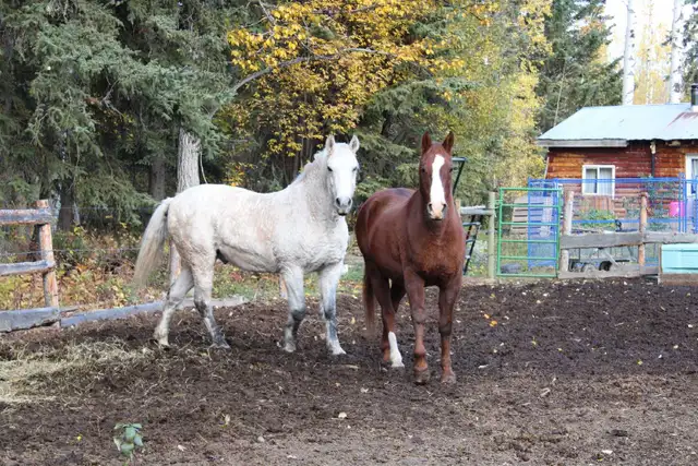gelding for sale