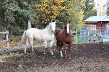 gelding for sale