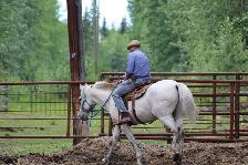 gelding for sale - Photo 2