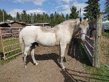 gelding for sale - Photo 3