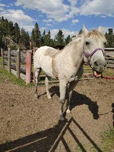 gelding for sale - Photo 4
