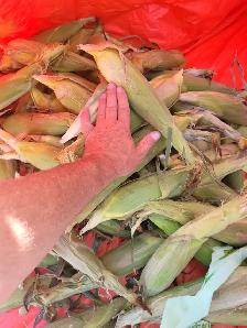 Johsons Fresh Taber Corn 1 Sack 4 doz - Photo 2