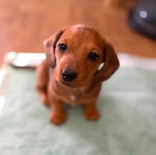Dappled Dachshund Pupply