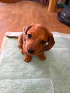 Dappled Dachshund Pupply - Photo 2