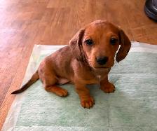Dappled Dachshund Pupply - Photo 3