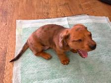 Dappled Dachshund Pupply - Photo 4