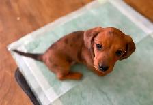 Dappled Dachshund Pupply - Photo 5