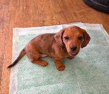 Dappled Dachshund Pupply - Photo 6