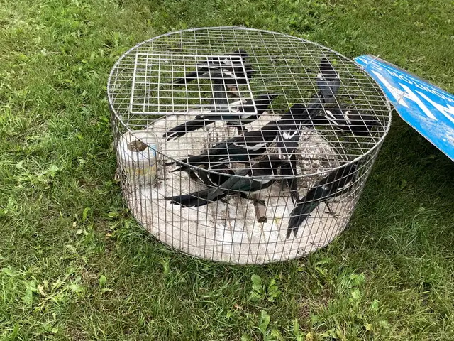 Magpie trap