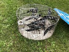 Magpie trap