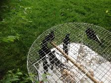 Magpie trap - Photo 3