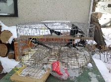 Magpie trap - Photo 4