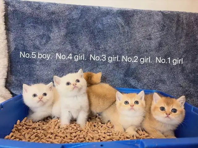($899-1650) Golden / silver shaded British shorthair kittens