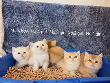 ($899-1650) Golden / silver shaded British shorthair kittens