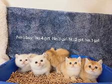 ($899-1650) Golden / silver shaded British shorthair kittens - Photo 2