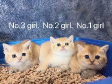 ($899-1650) Golden / silver shaded British shorthair kittens - Photo 3