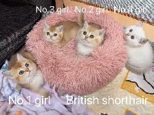 ($899-1650) Golden / silver shaded British shorthair kittens - Photo 4