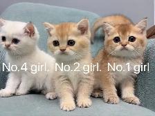 ($899-1650) Golden / silver shaded British shorthair kittens - Photo 6