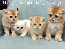 ($899-1650) Golden / silver shaded British shorthair kittens - Photo 7