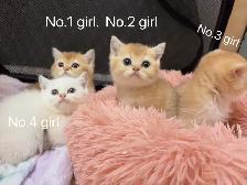 ($899-1650) Golden / silver shaded British shorthair kittens - Photo 8